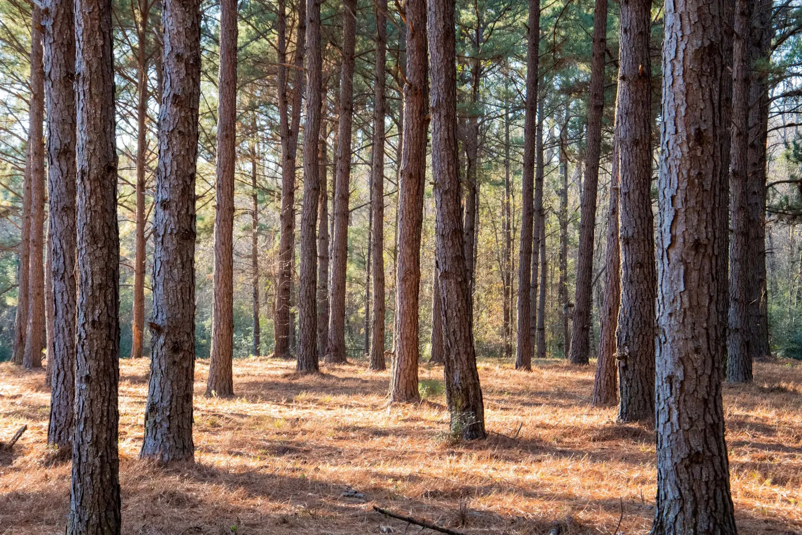 Sunlight between the tall pine trees of a timber plantation