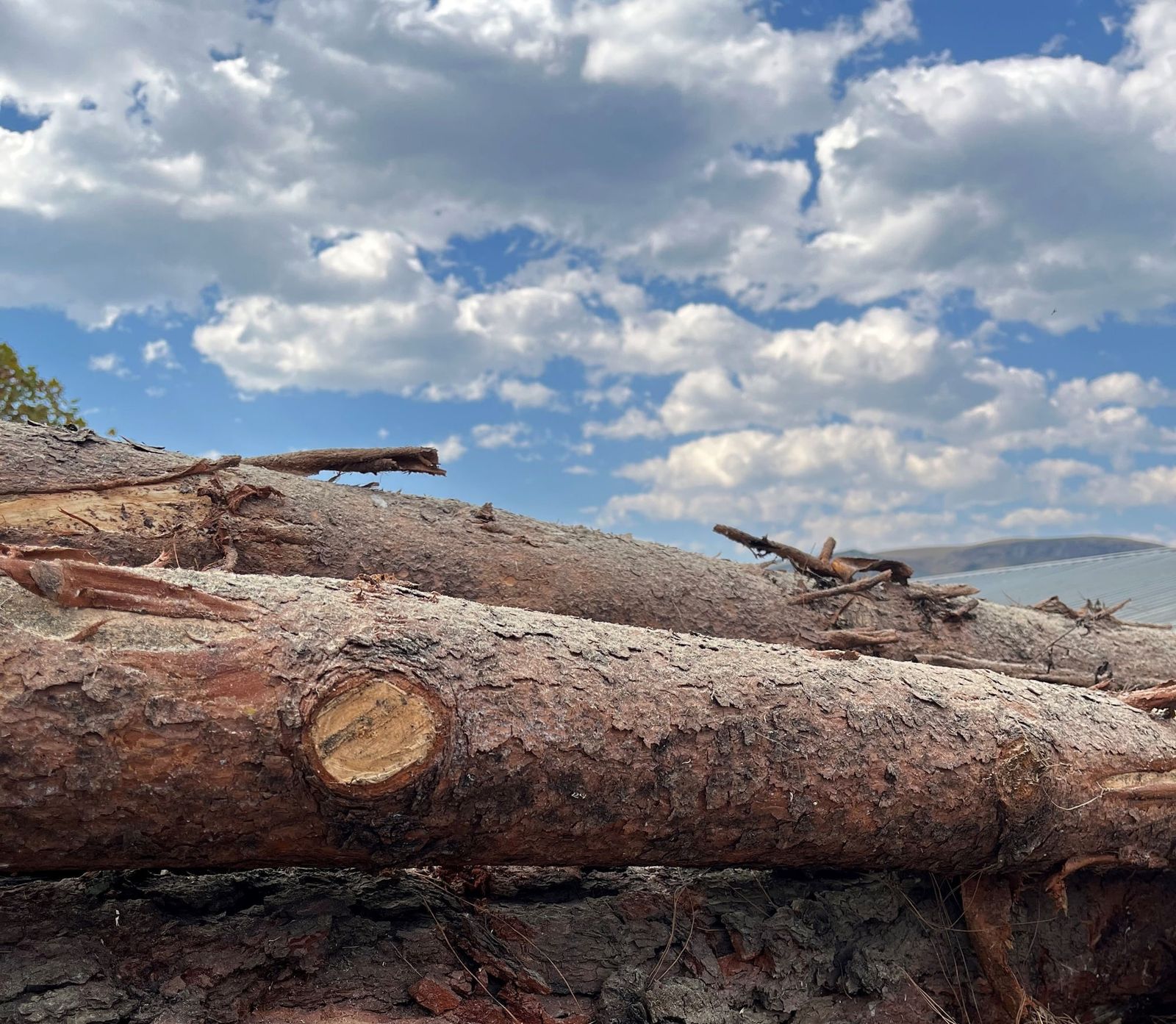 Close-up of pine logs under a blue sky at the lumber yard
