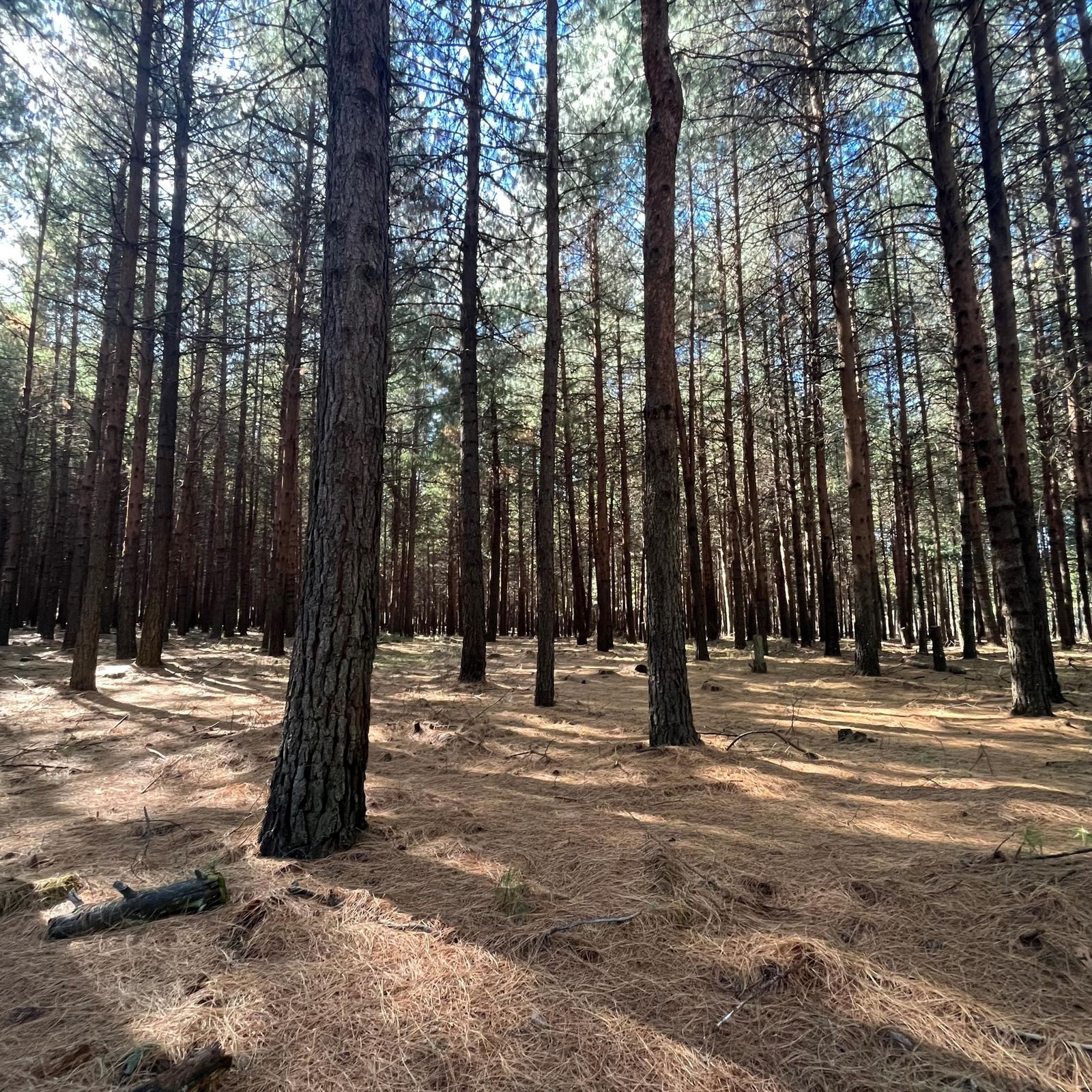 Tall pine trees in a Raizwood plantation