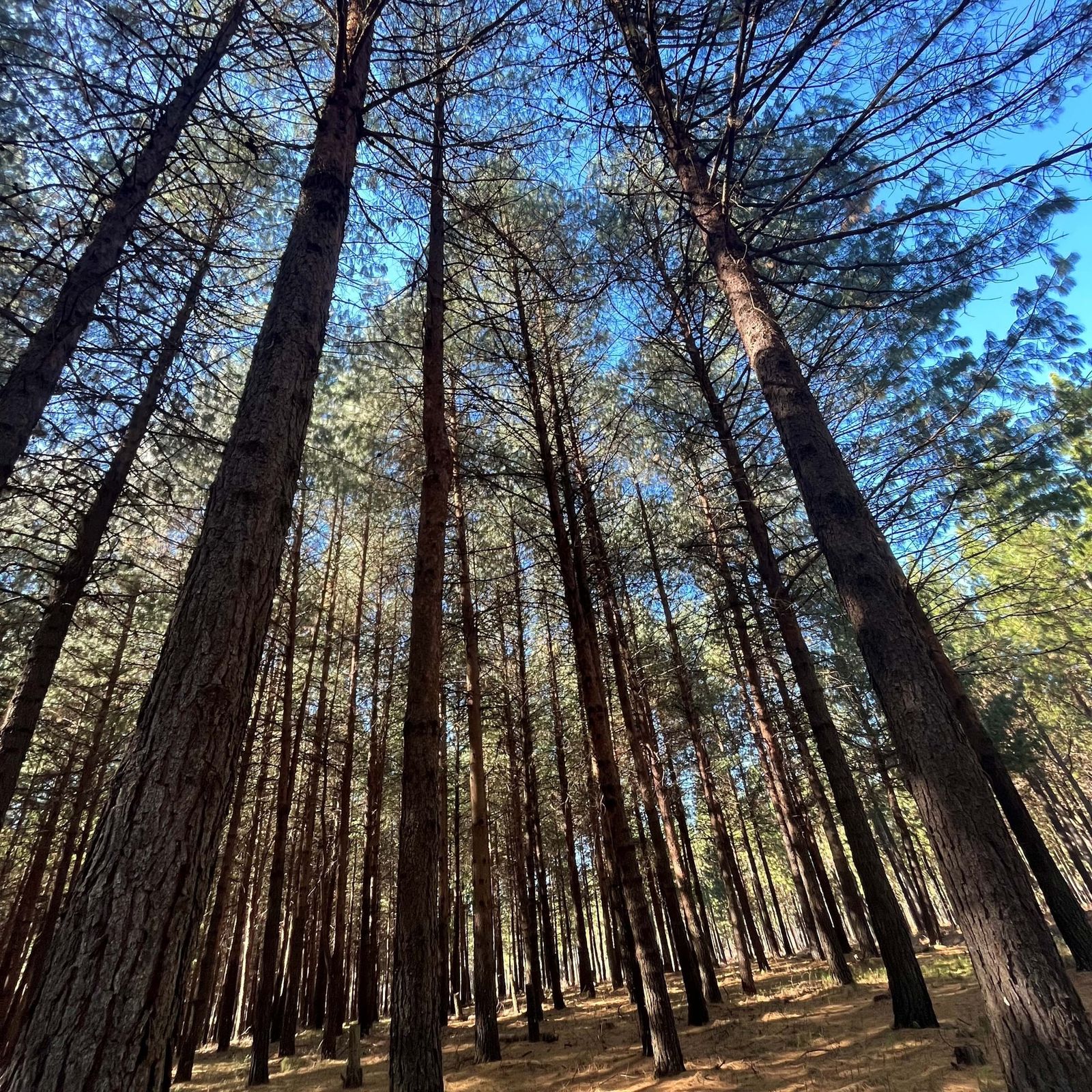 Looking up at mature pine trees in a Raizwood plantation