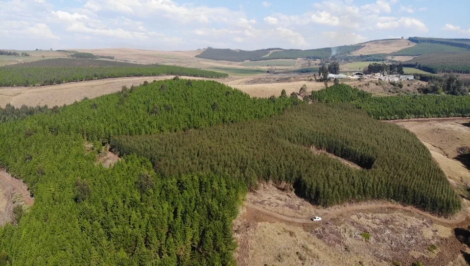 Aerial view of Raizwood pine plantations on the hills of KwaZulu-Natal